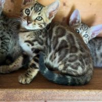 Bengal loof prestigieuses origines & qualité expo