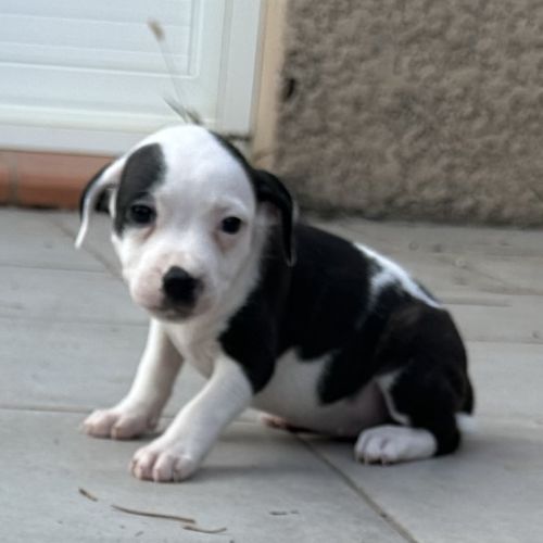 À réserver magnifique chiot staffie lof