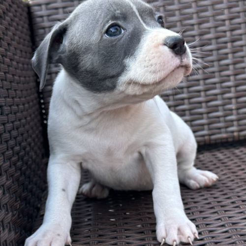 À réserver magnifique chiot staffie lof #4