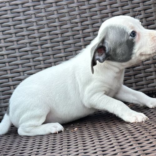 À réserver magnifique chiot staffie lof #5