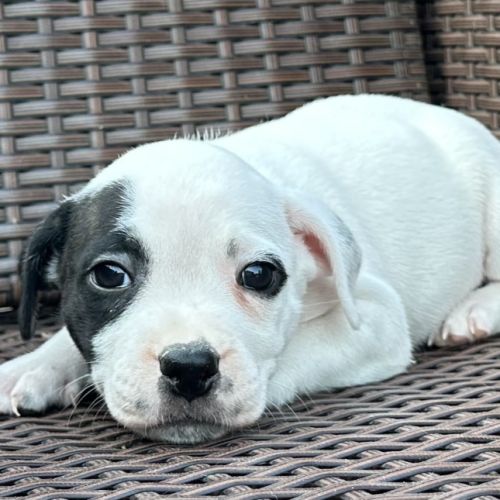 À réserver magnifique chiot staffie lof #7