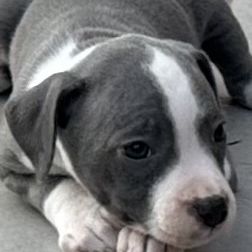 À réserver magnifique chiot staffie lof #9