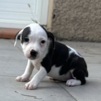 À réserver magnifique chiot staffie lof