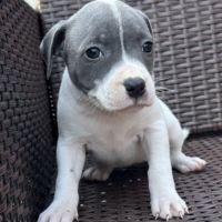 À réserver magnifique chiot staffie lof #3