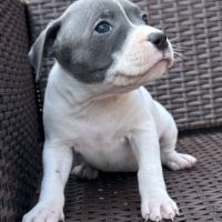 À réserver magnifique chiot staffie lof #4