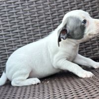 À réserver magnifique chiot staffie lof #5