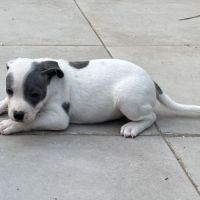 À réserver magnifique chiot staffie lof #6