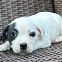 À réserver magnifique chiot staffie lof #7