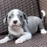 À réserver magnifique chiot staffie lof #8