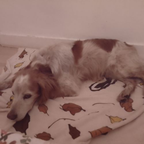 Chien épagneul breton #3