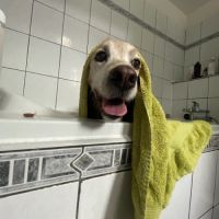 Chien épagneul breton