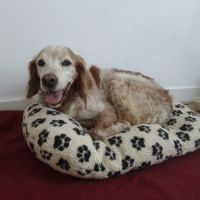 Chien épagneul breton #2