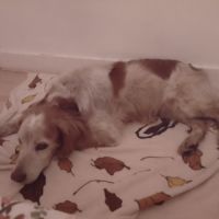 Chien épagneul breton #3