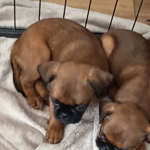 Chiots petits brabançons #2