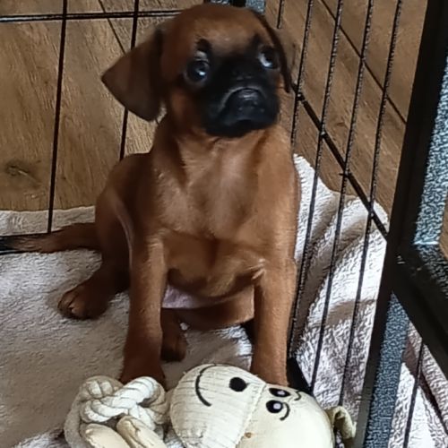 Chiots petits brabançons #4