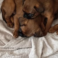 Chiots petits brabançons #1