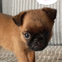 Chiots petits brabançons #3