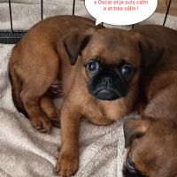 Chiots petits brabançons #5