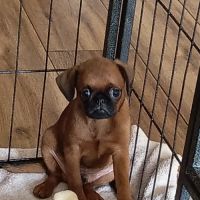 Chiots petits brabançons #6