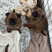 Chiots petits brabançons