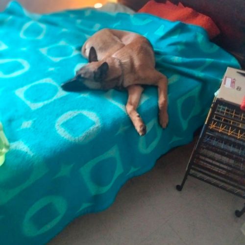 Urgent malinois femelle à donner #0