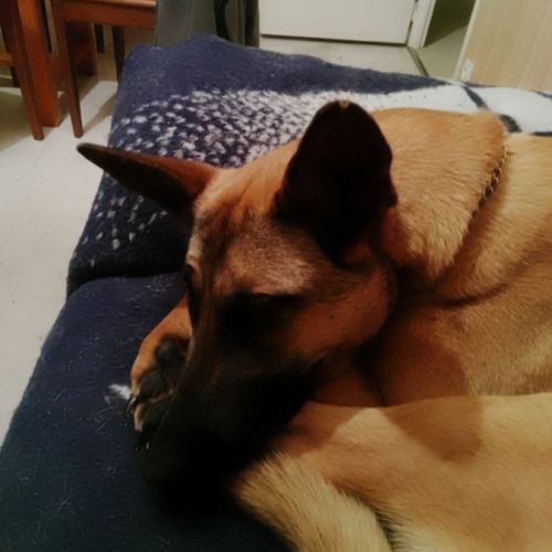 Urgent malinois femelle à donner #2