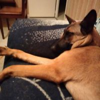 Urgent malinois femelle à donner #3
