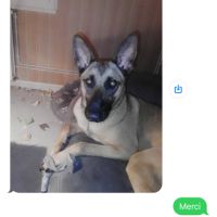 Urgent malinois femelle à donner #4