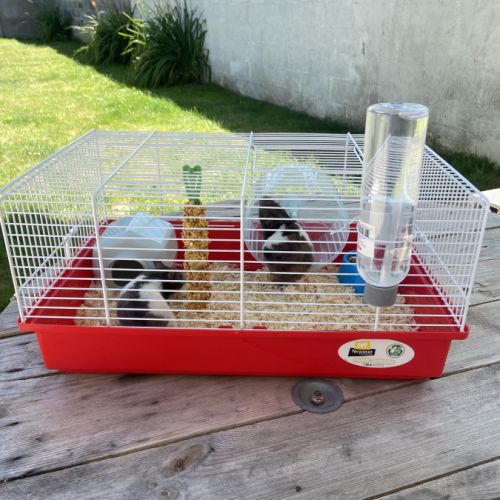 Hamster mâle et femelle #1