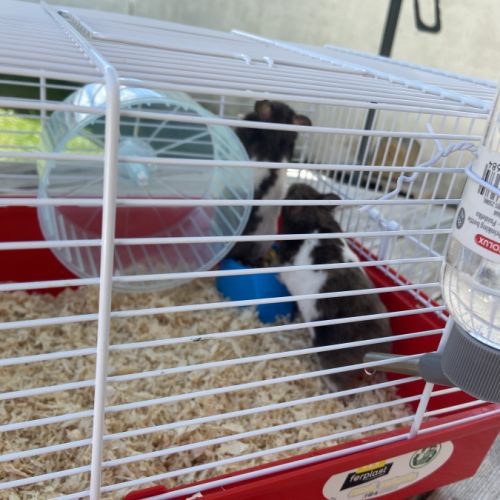Hamster mâle et femelle #2