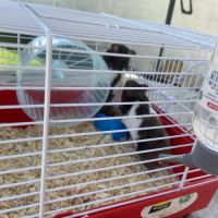 Hamster mâle et femelle #2