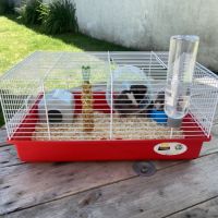 Hamster mâle et femelle