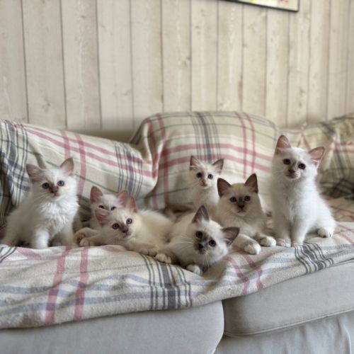 Chatons de couleur bleu & lilas point #1