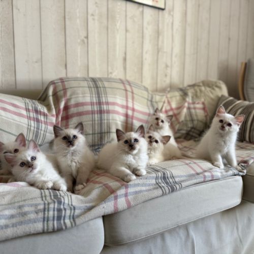 Chatons de couleur bleu & lilas point #2