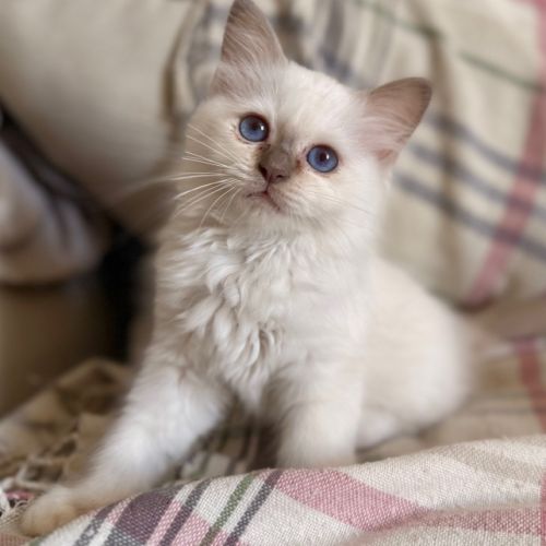 Chatons de couleur bleu & lilas point #4