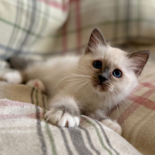 Chatons de couleur bleu & lilas point #6