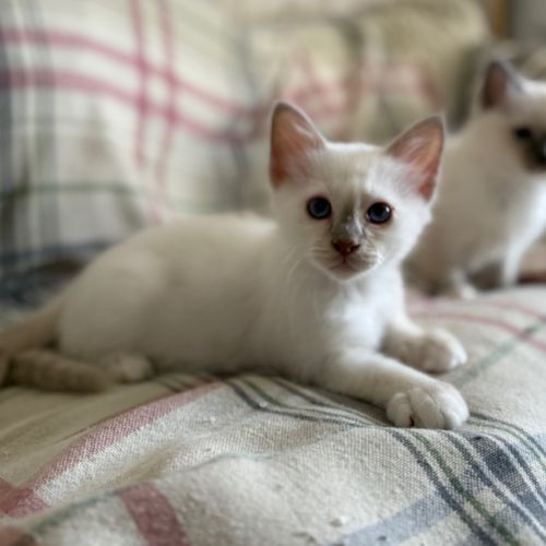 Chatons de couleur bleu & lilas point #7