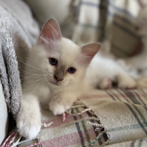 Chatons de couleur bleu & lilas point #8