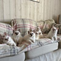 Chatons de couleur bleu & lilas point #2