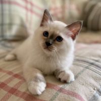 Chatons de couleur bleu & lilas point #0