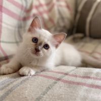 Chatons de couleur bleu & lilas point #5