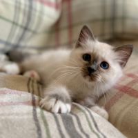 Chatons de couleur bleu & lilas point #6