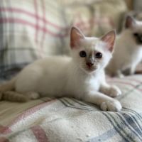 Chatons de couleur bleu & lilas point #7