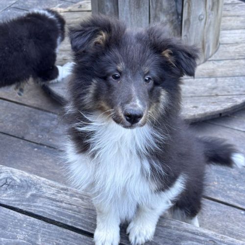 Chiots berger des shetland #2