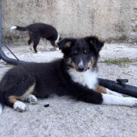 Chiots berger des shetland