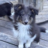 Chiots berger des shetland #2