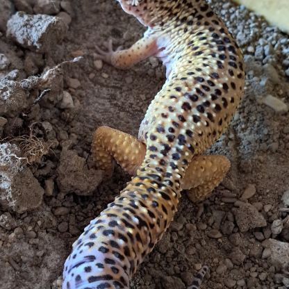 Gecko leopard adoption #1