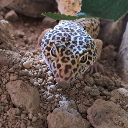 Gecko leopard adoption #0
