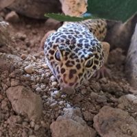 Gecko leopard adoption