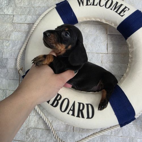 Chiots teckel nain #0